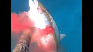 Spearfishing Sydney NSW vol 7