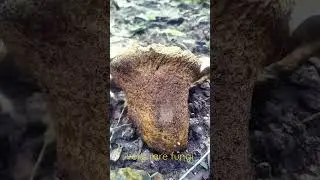 Unknown fungi.#Very rare#.#short