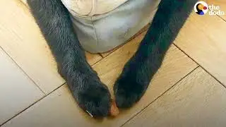 Crab walk #1()() - Very Scary Cat Is Obsessed With A Tiny Almond The Dodo Cat Crazy