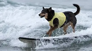 Meet The World's Gnarliest Surfing Dogs