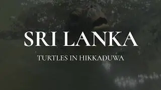 Hikkaduwa Turtles Sri Lanka 🐢 | Sea Turtles by the Shore | Черепахи Хиккадува