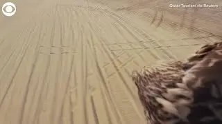 Falcon captures landmarks in Qatar from bird's-eye view