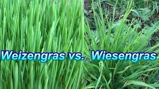 Ich bei&szlig;e ins Gras: Wiesengras vs. Weizengras im besten Slow Juicer f&uuml;r Gras. Konsumiert Gras-S&auml;fte!