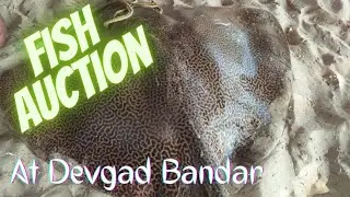 Fish Auction at Devgad Bandar| देवगडमध्ये माश्यांचा लिलाव