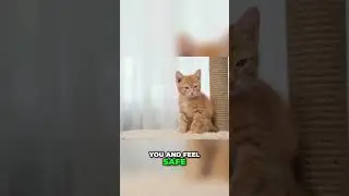 Cat Apology: The Secret Meaning of the Slow Blink