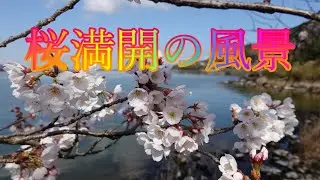 ４月４日晴れの東郷湖湖畔の桜満開の風景
