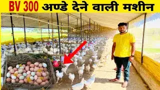 अण्डे की मशीन कही जाने वाली मुर्गी || BV300