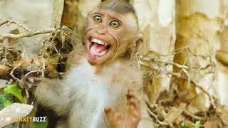 Cry Terrifying !!! Baby Monkey Dustin Crying Tantrum Angry Mum