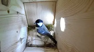 Nest building until hatching अंडे फूटने तक घोंसला बनाना 孵化するまでの巣作り #birds #nature #चिड़िया #चूजा