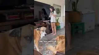 My dog really hates instruments#dog#instrument # hate#funny #foryou