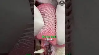 Kedilerin Korkun&ccedil; Dilleri! 🐱👅😨
