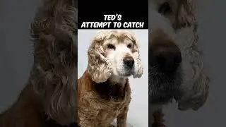 308/365 Cocker Spaniel attempting a Slow Motion Catch #dogshorts