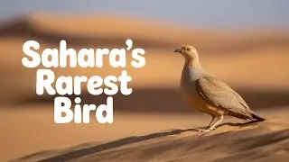 30 Minutes in the Sahara with the RAREST Sandgrouse on the Planet !