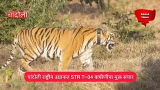 चांदोली राष्ट्रीय उद्यानात STR T&ndash;04 वाघीणीचा मुक्त संचार | #chandoli #tigress #sahyadritigerreserve