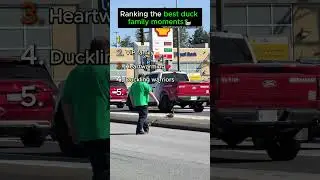 Ranking the best duck family moments! #shorts #duckfamily