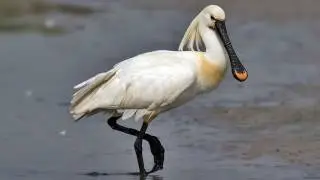 Spoonbill
