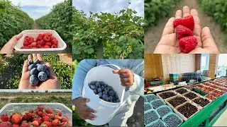 Berry picking in Canada | Strawberries | Raspberries | Blueberries | Surrey Farms