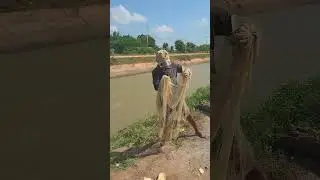 How to Cast net fishing/ traditional Khmer net fishing #short #fish #netfishing