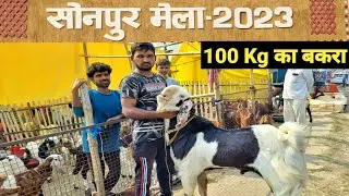 सोनपुर मेला में बकरी खरीदने उमड़ी भीड़ | Sonpur mela 2023 | bakra mandi