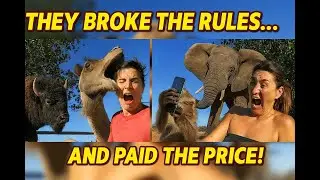 Wild Animals vs. Tourists &ndash; The Moment Things Turn Deadly