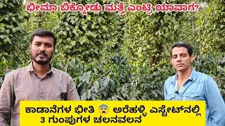  ಜೂನಿಯರ್ ಕರಡಿ ಯಾರು ? ಪ್ರತಿ ದಿನ 40ಕಾಡಾನೆಗಳು ಎಸ್ಟೇಟ್‌ಗಳಿಗೆ ನುಗ್ಗುತ್ತಿರುವ ಭಯಾನಕ ಸ್ಥಿತಿ