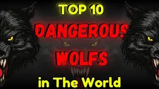 Top 10 Most Dangerous Wolfs in The World | Top 5ology