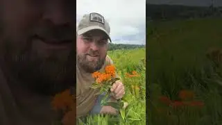I can&rsquo;t believe how showy this 4 year old native wildflower planting is!! #wildflowers #plantnative