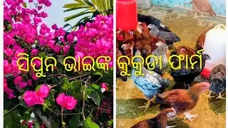 ସିପୁନ  ଭାଇଙ୍କ  କୁକୁଡ଼ା ଫାର୍ମ 👍👍👍🥰🥰