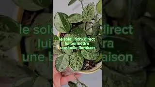 Hoya Mathilde Splash