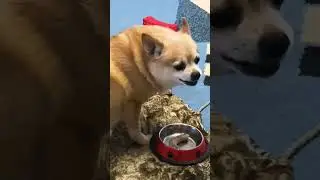 Голодная собака это зверь. Hungry dog  #пёс #follow #shorts