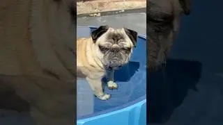 No SLEEPING in the POOL! 🥰 #pug #dogs #pugdog
