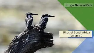 Birds of South Africa - Kruger National Park - Volume 2