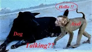 Bravo Abandoned pigtail Axel! Baby Axel tries to makes with Bro Dog/ Why Dog rub away?