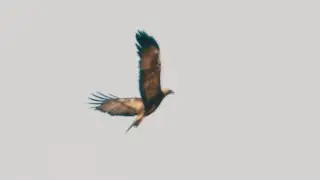 Golden Eagle- Display flight