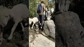 On the way to Himalayas #sheeps #goats #lambsong #moutains #hills #goathland #goattrotters #pygmygoa