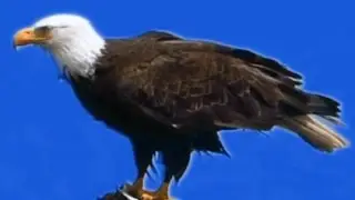 Real Animal Blue Screen HD Pack Free Download - Green Screen Footage