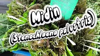 Native Edible Leafy Plants of Sarawak. (G05) STT2453 Plant Diversity&Utilisation #borneosarawak 
