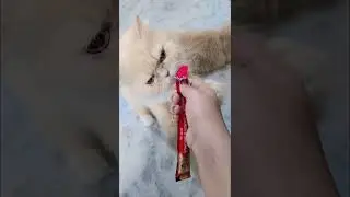 #shortsviral Persian cat Bela kar rahi hai treat #cat Bella ki favourite chocolate