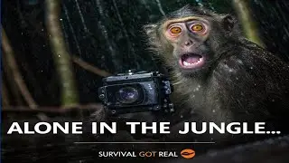 &ldquo;Lost in the Wild: A Monkey&rsquo;s Survival Story 🌧️🍌&rdquo; Real Survival Challenge in the Jungle 🌿🐗