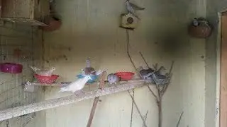 Red Diamond Dove Colony Pakistan