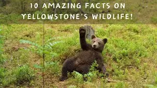 10 Fun Facts About the wildlife in Yellowstone National Park! #yellowstone