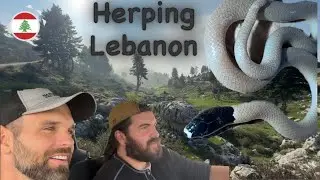 Herping a war zone: Beqaa Valley