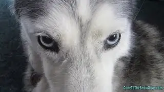 Shiloh being Shy! And the dogs on ABC World NEWS Siberian Husky