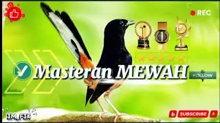 MURAI BATU MASTERAN MEWAH 🥇EMOSI NEMBAK ROLL BONGKAR ISIAN ✅ MANTAP   .. 