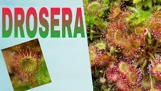 DROSERA#HOMOEOPATHYDRUGEXPLANATION#HOMOEOPATHYLECTURES#HOMOEOPATHYLECTURESINTELUGU