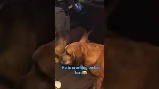 Dog has a crush and keeps doing this…🤣😂🐶 