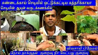 சுண்டைக்காய் செடியில் கத்தரிக்காய் செடி ஒட்டு கெட்டுதல் | Grafting brinjal with turkey berry