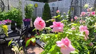 ROSE BACKYARD GARDEN TOUR #garden #gardentour #beautiful #gardening #plants #flowers #rose