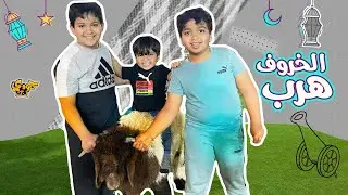 الخروف هرب وحمودي مسك قرونه ودخل معه بالنطيطة🤣