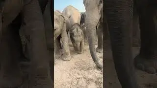 Adorable Baby Elephant Playing in Sand with Mama&nbsp;🥹 #babyelephant #cuteanimal #shorts